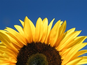 sunflower 004